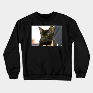 Beautiful cat Crewneck Sweatshirt